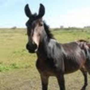 Meet your Posher, Alanna